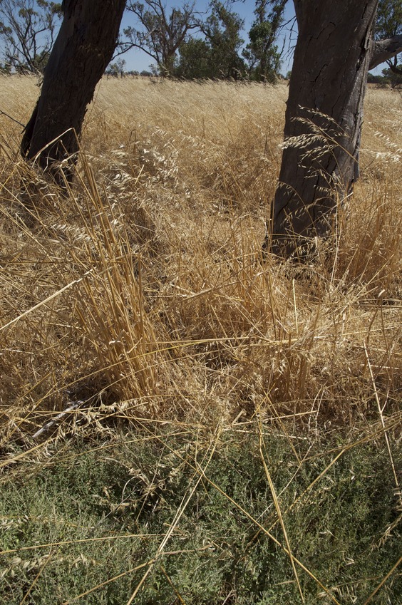 The confluence point lies in long grass, next to two dead tree trunks