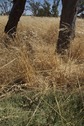 #5: The confluence point lies in long grass, next to two dead tree trunks