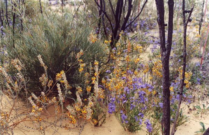 Wildflowers