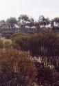#4: Looking west - as you can see nothing but bush all round