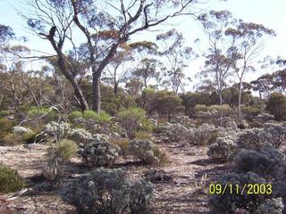 #1: Looking north from confluence