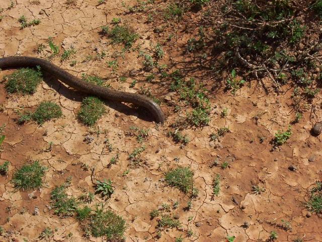 Snake trying to get down a hole which wasn't deep enough