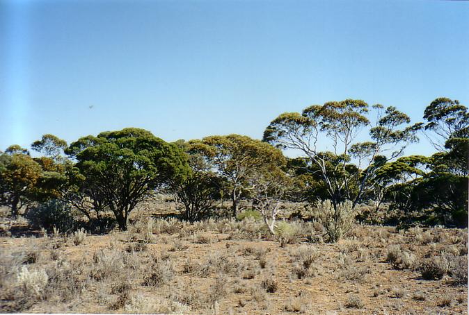 North