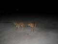 #8: Dingo's at Nullarbor Roadhouse