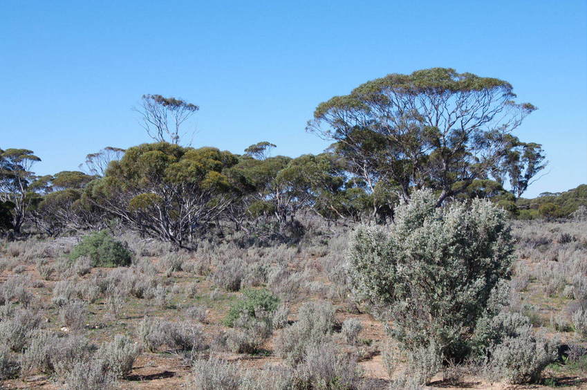 Looking East from the Confluence