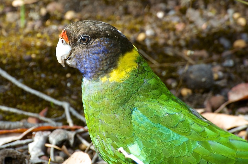 A "Twenty-eight Parrot", seen alongside Scarp Road, near the confluence point