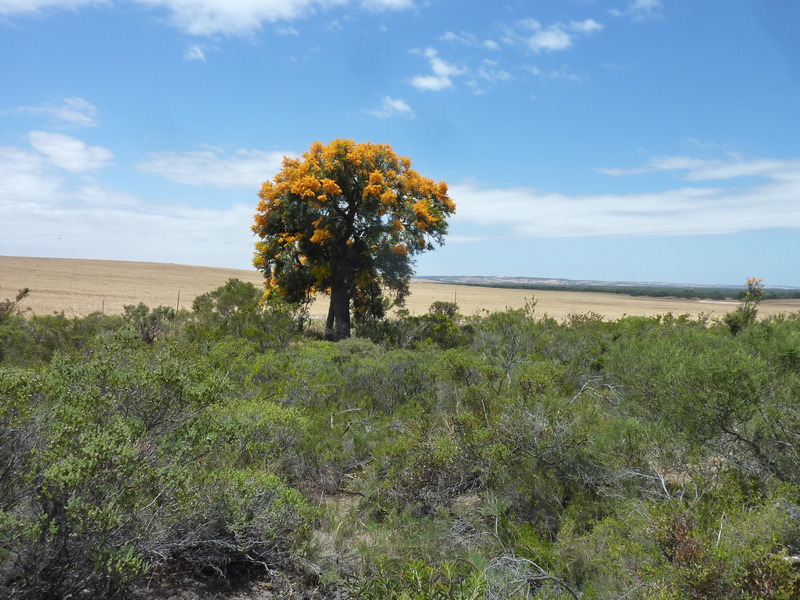 Flowering tree