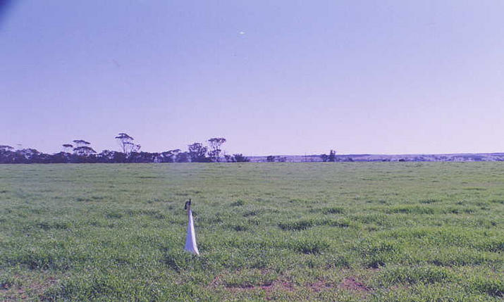 A westerly view with clear blue skys and green crop.