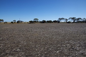 #1: View South (towards Biddy Camm Road, 100 m away)