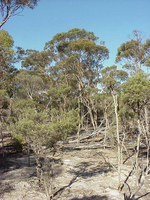 Typical vegetation