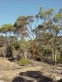 #6: A salmon gum