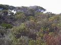 #3: Facing east - Note dense scrub