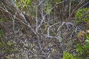 #5: The confluence point lies in thick vegetation