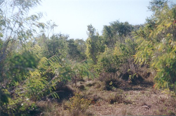 Looking west from the confluence.