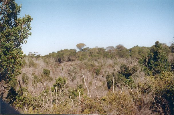 Looking east from the confluence.