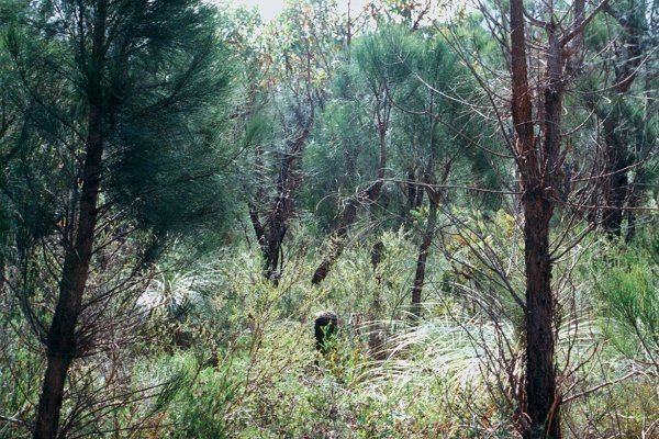 Looking south, back towards the 4WD track