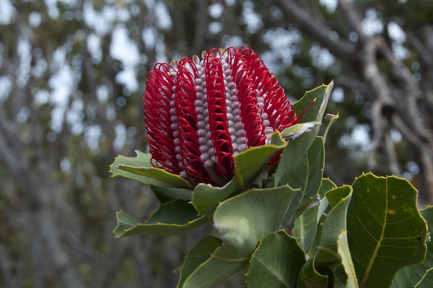 A Scarlet Banksia ("Banksia coccinea") - endemic to this area - seen while hiking to the confluence point