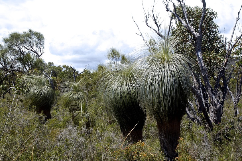 Some more interesting vegetation seen near the confluence point