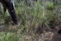 #5: The confluence point lies in a small clearing, next to a burnt tree trunk