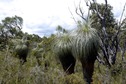 #8: Some more interesting vegetation seen near the confluence point