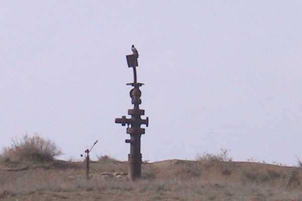 Bird perched on wellhead, Mishov Dag oilfield