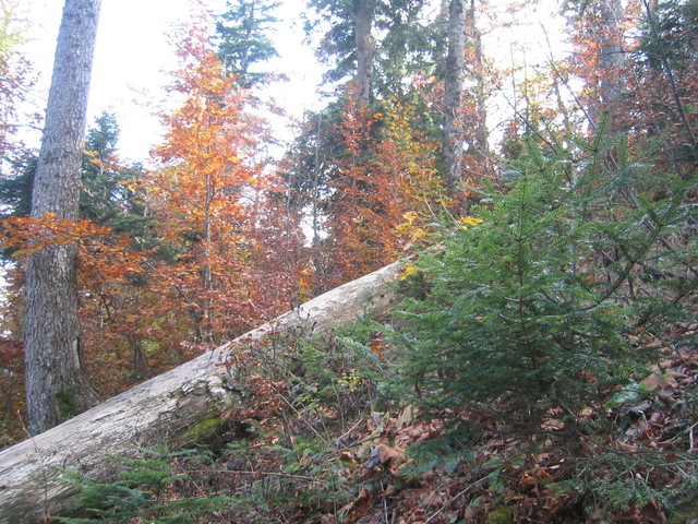 South view of confluence