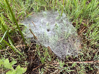 #9: Spider Net at the Confluence