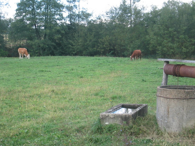 Water well and cattle around the corner