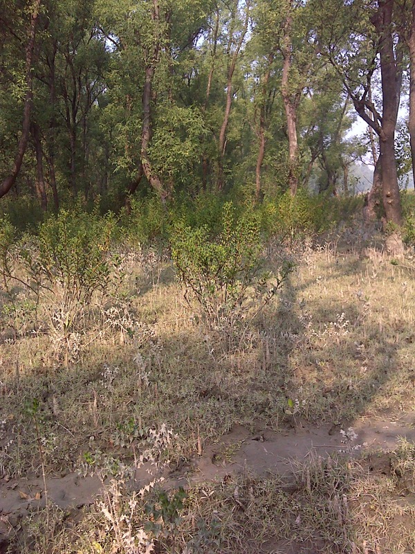 Mangrove Forest two