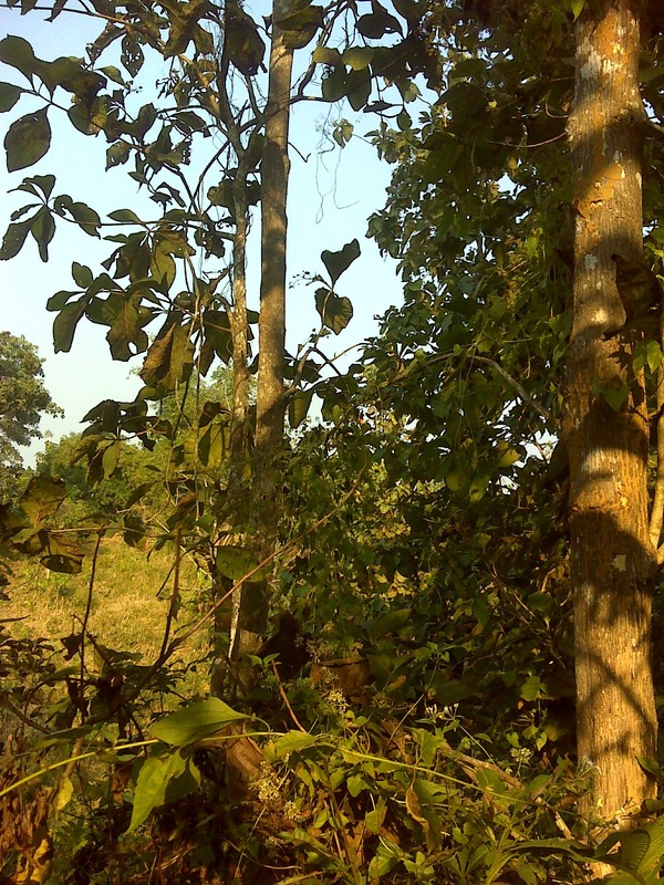 Hill forest