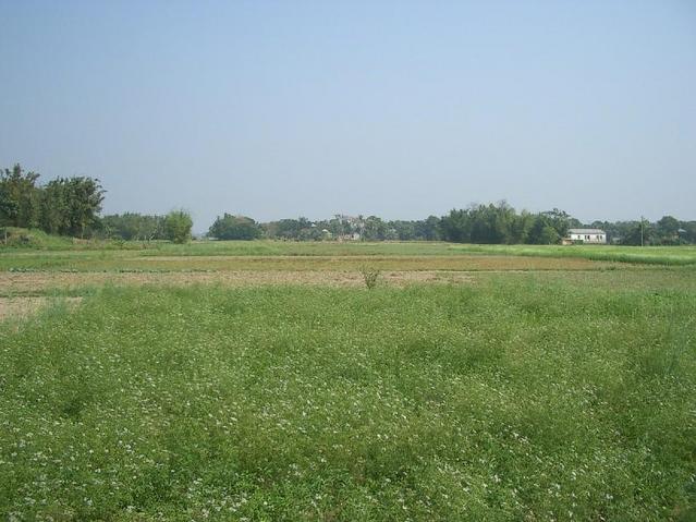 Looking East from the confluence