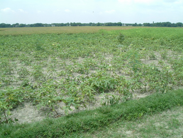 The confluence site: a plot of okra