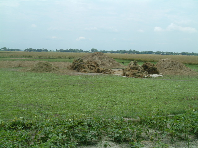 WEST from the confluence point (rice straw)