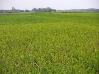 #1: The area around the confluence. The confluence is locate in the light green paddy in the foreground of the picture.