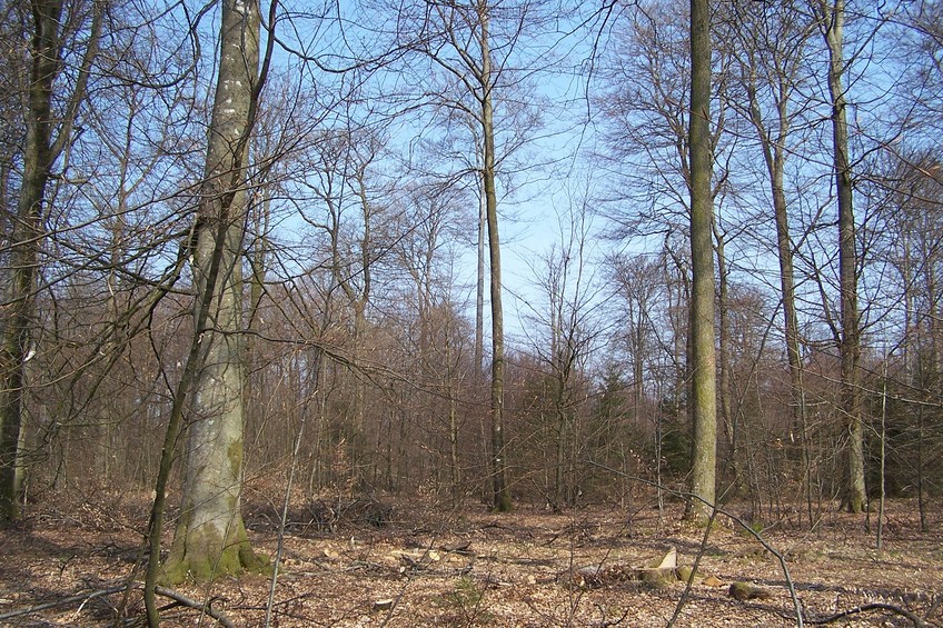 General view of the confluence (towards N)