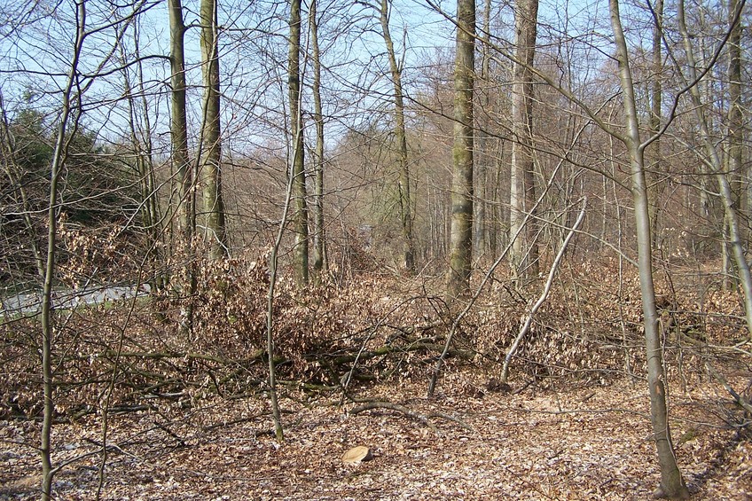 View towards W from the confluence