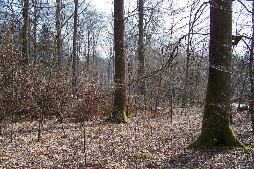 View towards E from the confluence