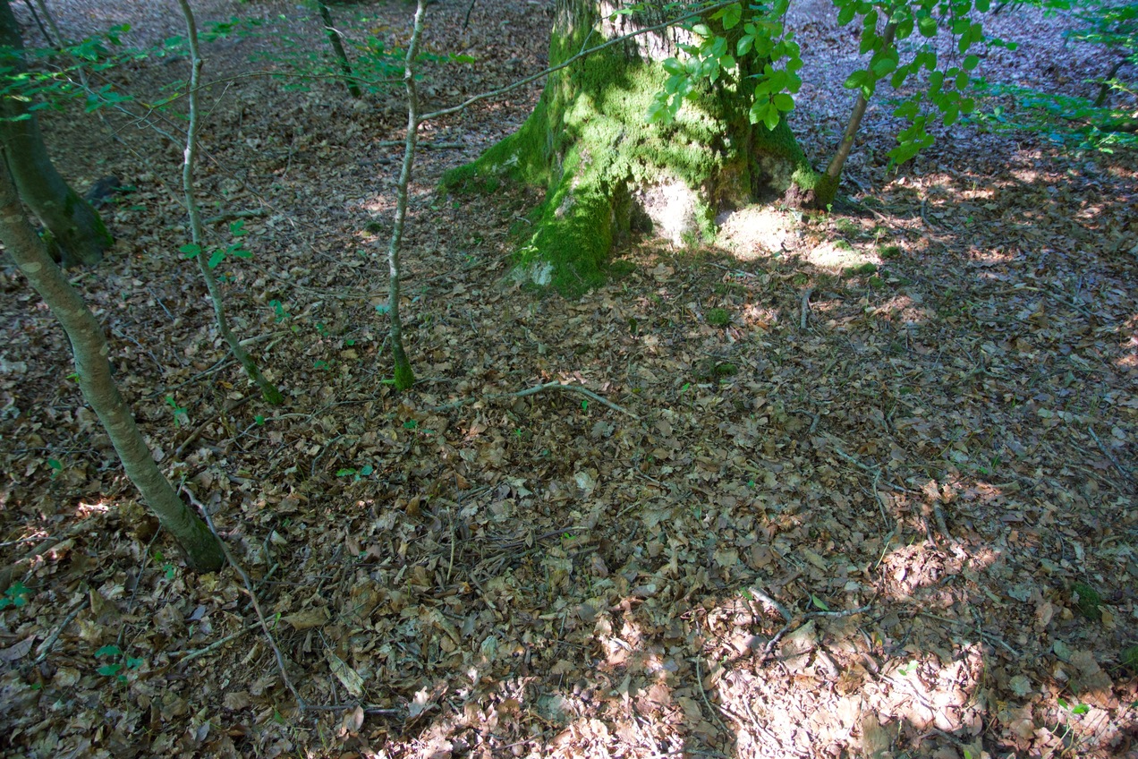 Ground cover at the confluence point