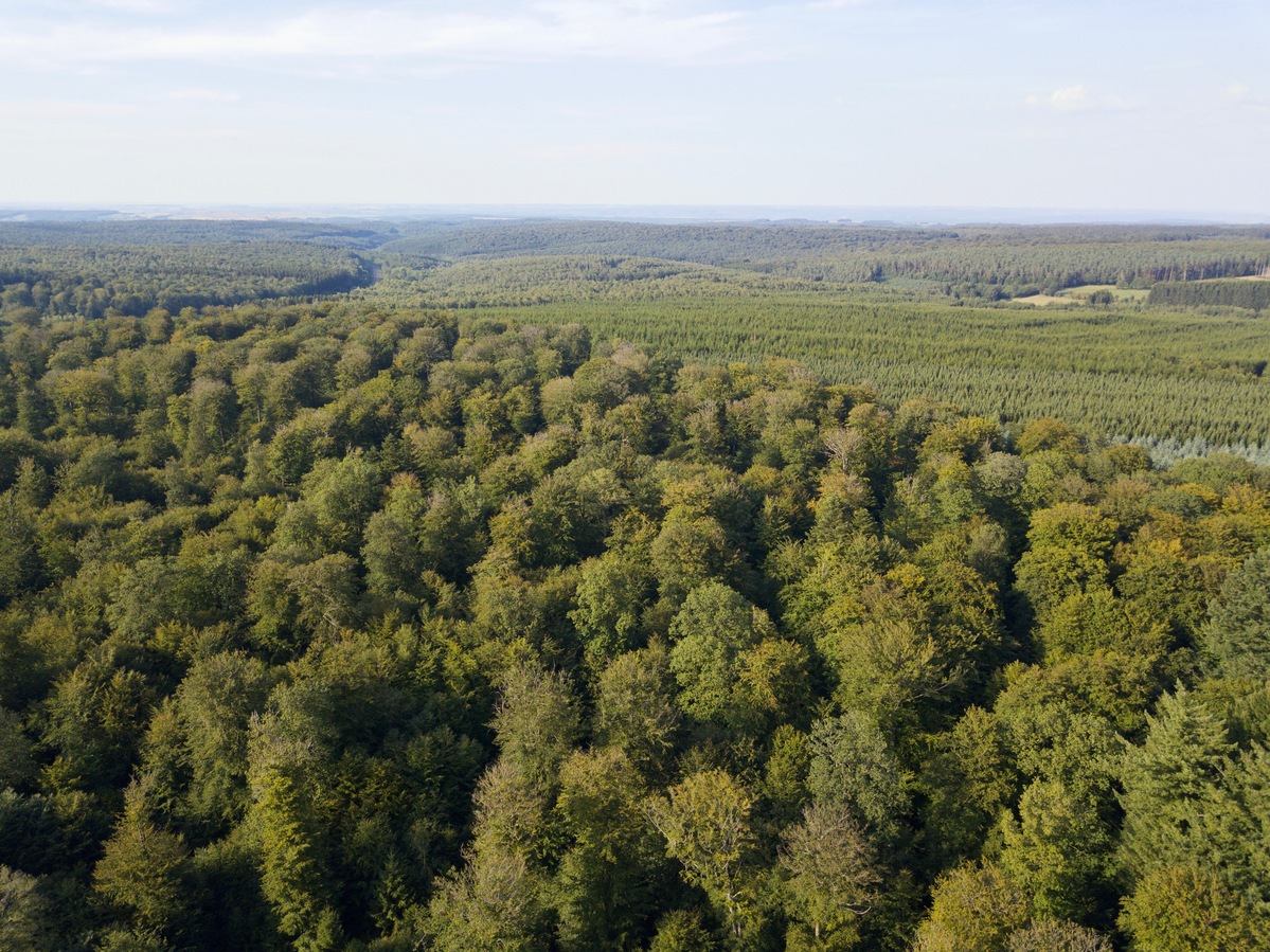 View North, from 90m above the point