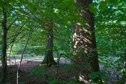 #1: The point lies in forest, just North of a paved road.  (This is also a view to the North.)