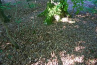 #5: Ground cover at the confluence point