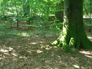 #1: Camera positioned about 14 m North of the confluence of 50° North and 5° East