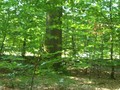 #4: Looking South