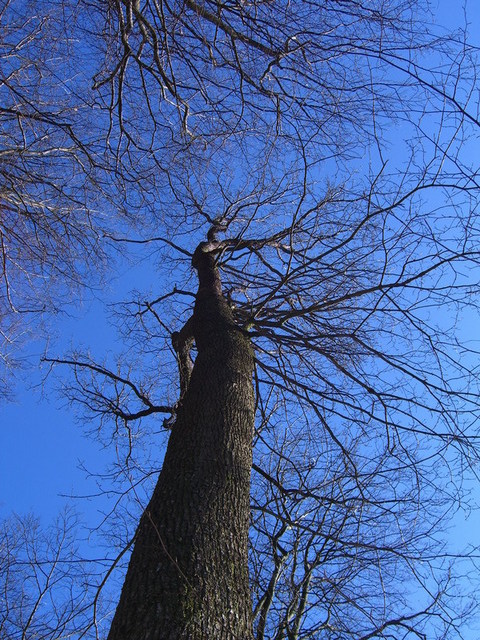 View above / Blick nach oben