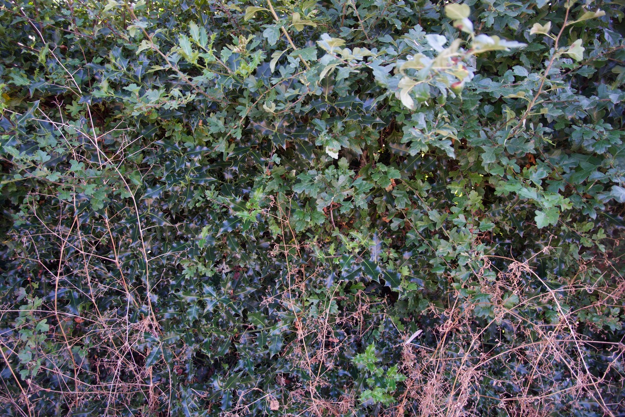 View to the South (the confluence point lies 4m away, beyond this hedge)