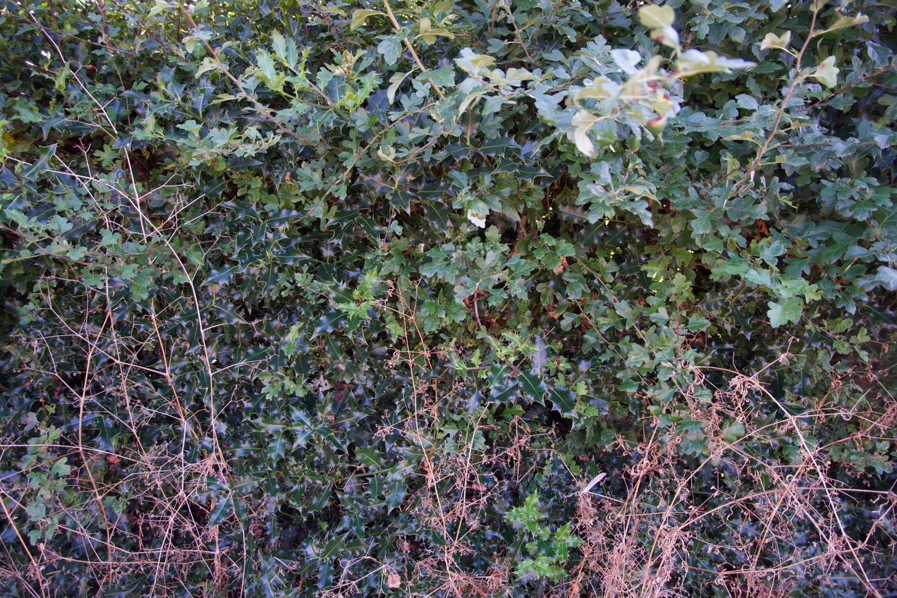 View to the South (the confluence point lies 4m away, beyond this hedge)