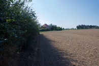 #5: View West (from just outside the hedge, 4m North of the point) 