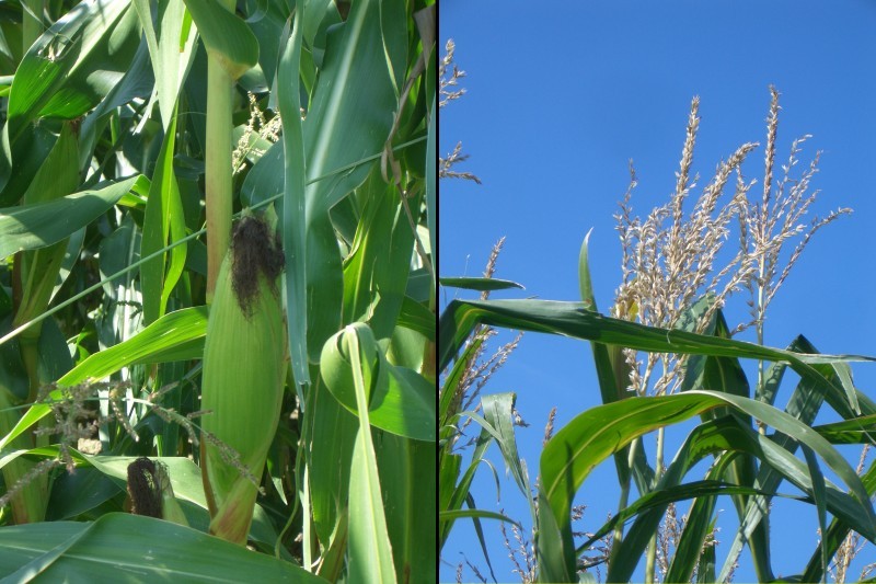 Details of the corn