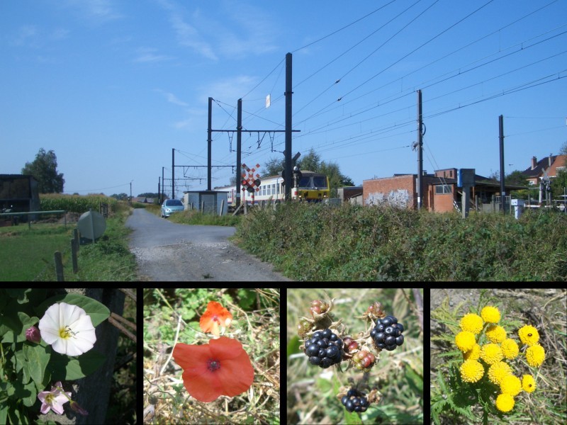 Car, train, railway crossing and plants