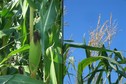 #8: Details of the corn